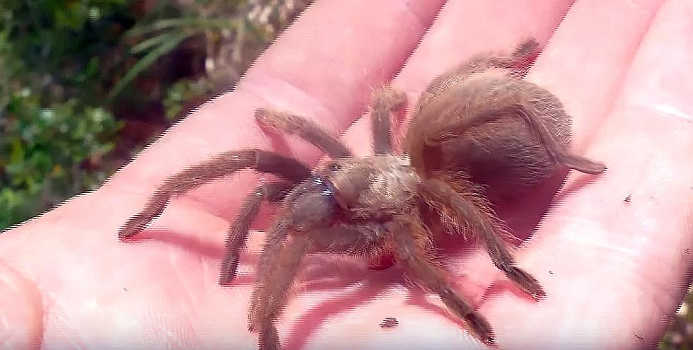 Louisiana Brown Tarantulas Begin Their March for Mating Season