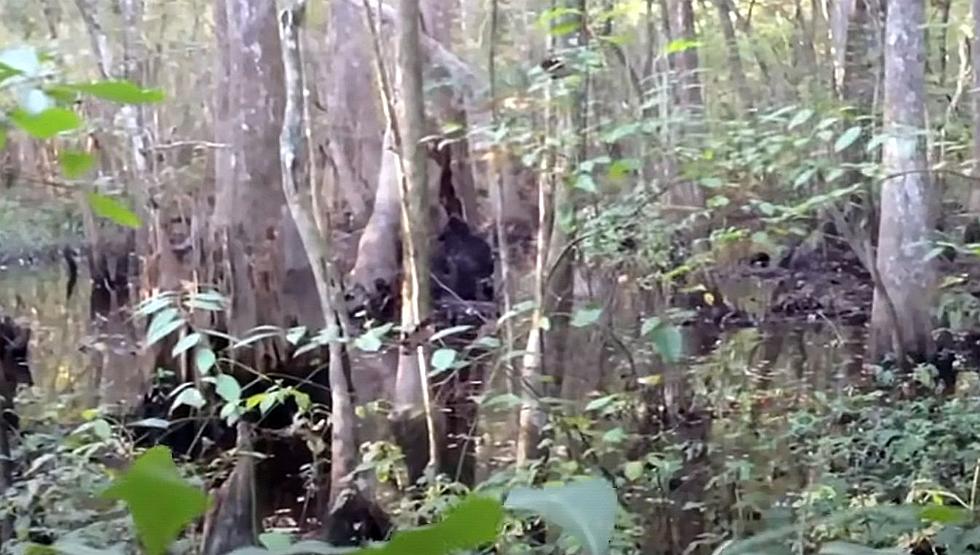 Mississippi Bigfoot Video Being Called 'Best Ever Recorded'