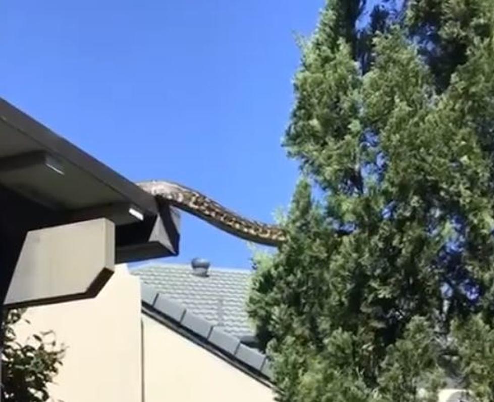 16-Ft Snake Crawls Across Roof, Could this Happen in Louisiana?