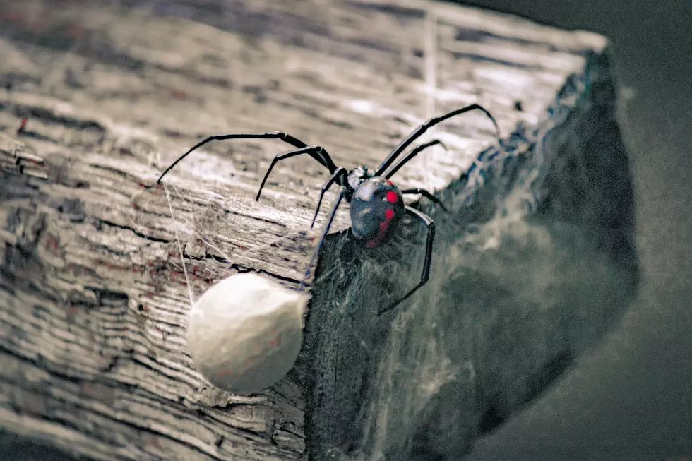 Black Widow Spider Louisiana