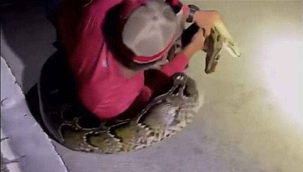 Florida Man Wrestles World-Record-Size Python in the Middle of the Highway