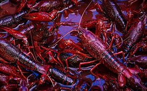 6 States Where Louisiana Crawfish Are Illegal and Banned
