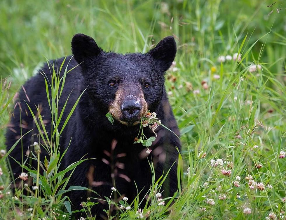Black Bear Hunting Season in Louisiana Possible This Winter