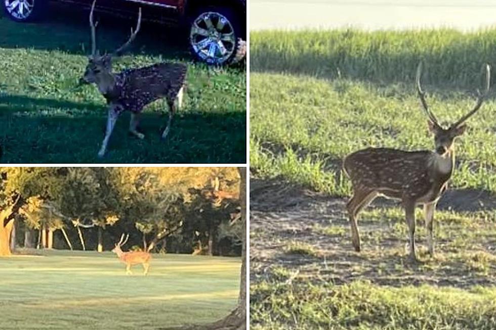 Axis Deer Spotted Running Wild Around Parks, Louisiana