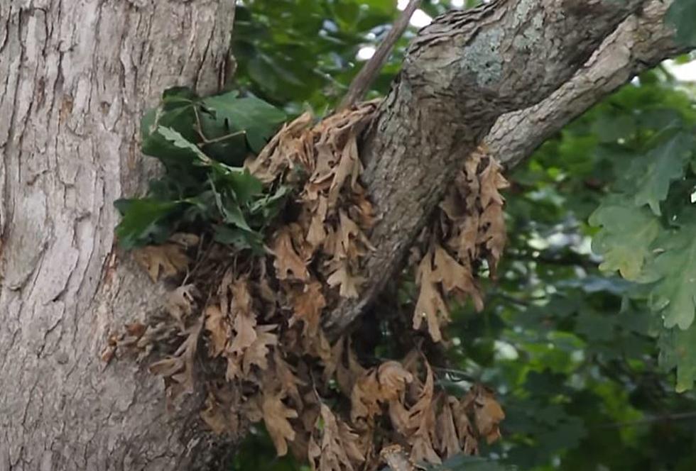 What Are Those Big Balls of Leaves in Louisiana Trees? Not Birds