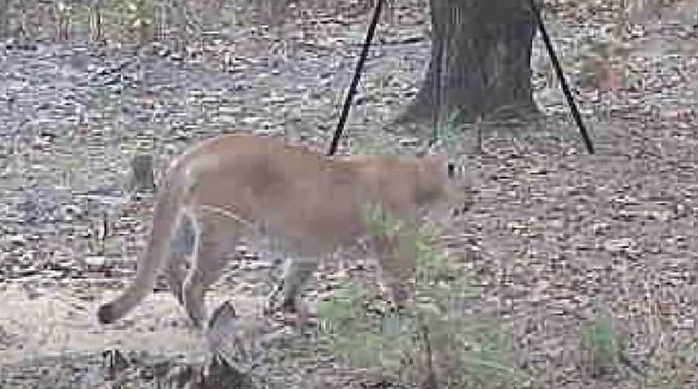 Mountain Lion Spotted in Area Popular with Louisiana Hunters