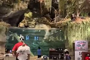 Naked Man Jumps Into Bass Pro Shops Aquarium, Knocks Himself...