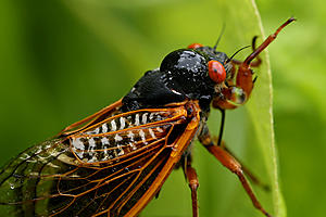 Louisiana, Texas Will Experience Millions of Cicadas in Event...