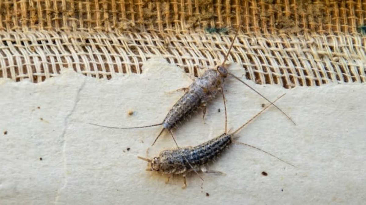 Silverfish & Firebrats  Control Strategies & Products – Maggie's Farm Ltd