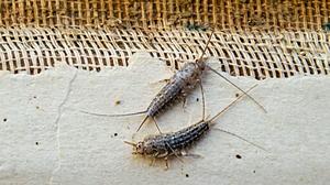 These Insects are Invading Louisiana Homes – How to Keep Them...