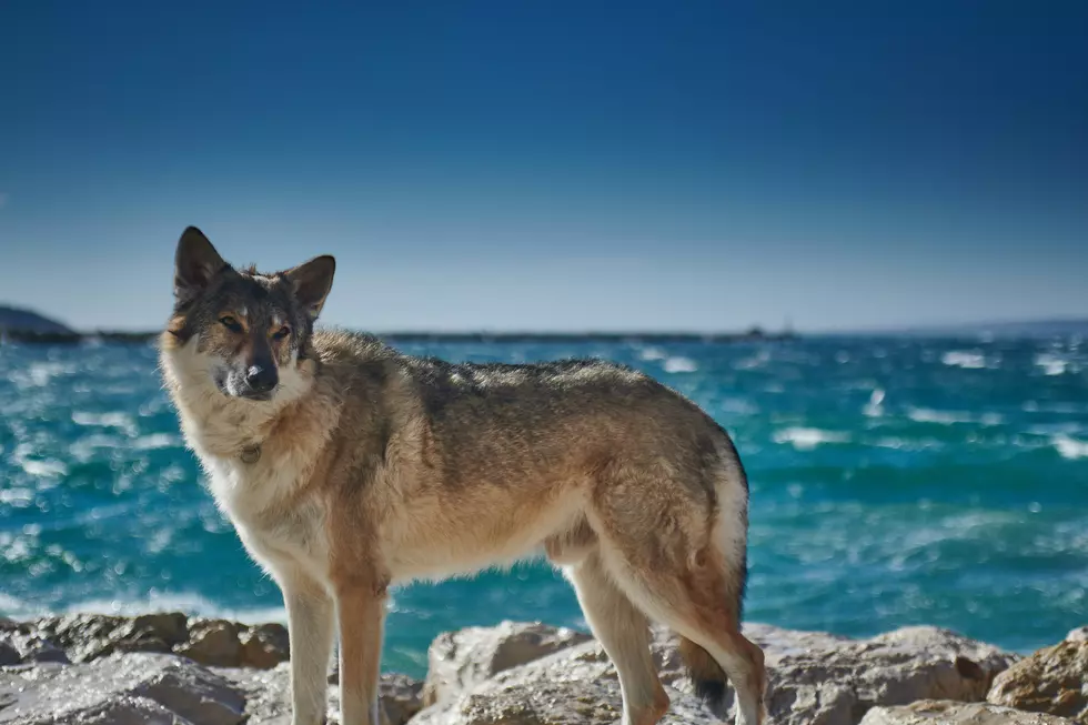 Wolfdog Louisiana