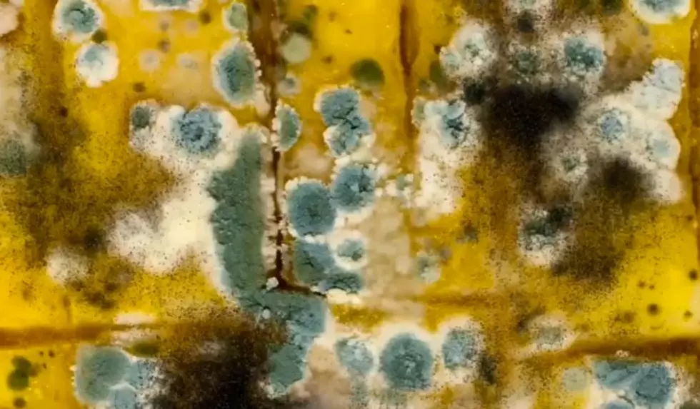 LookMold via YouTube