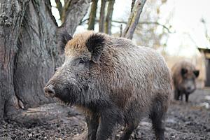 New Breed of Feral Super Pigs Could Be Devastating for Louisiana