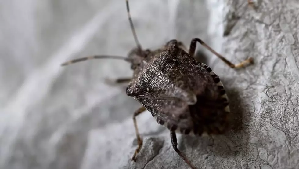 Bugs With Pungent Punch Invading Louisiana Homes &#8211; What to Do