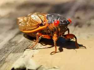 Louisiana Recipe for ‘Soft-Shelled Cicadas’ Offers Ultimate Louisiana...