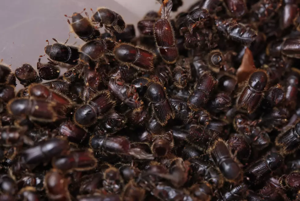 Louisiana Apparently Has a Bark Beetle Infestation