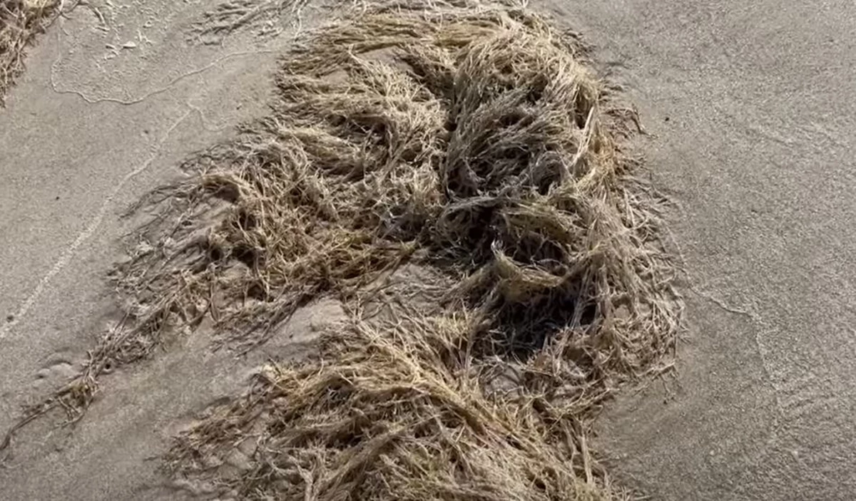 A Plant? An Animal? What is This Washing Up on Louisiana Beaches?