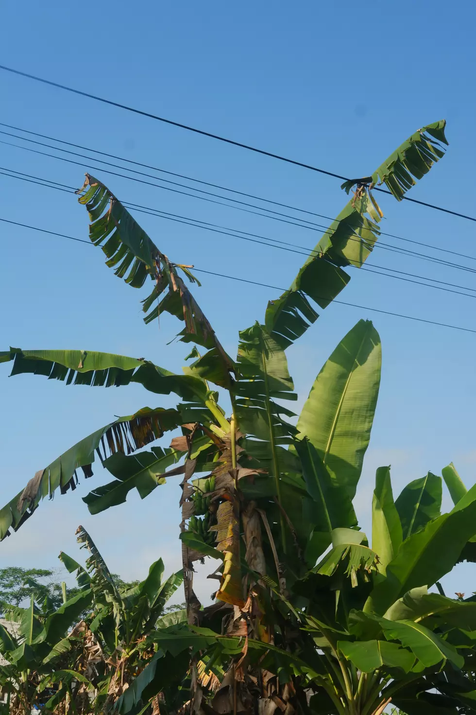Banana Plant