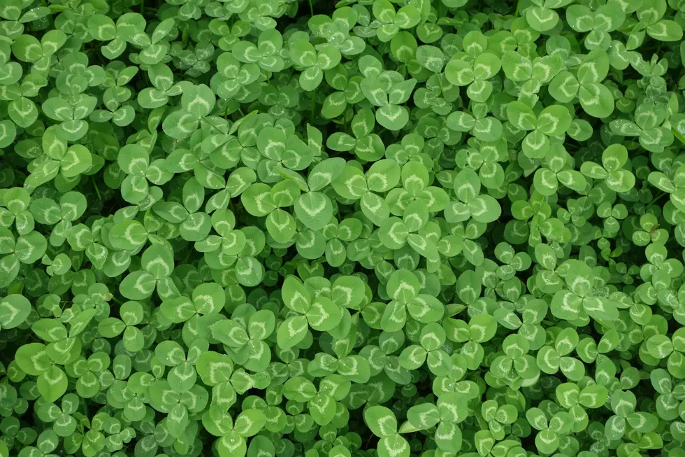 Clovers