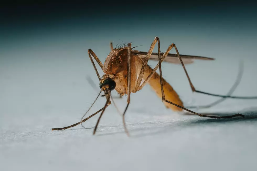 Mosquitoes Carry West Nile Virus