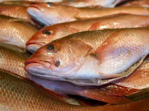 Louisiana Fisherman Wins Free Beer for a Year With Tagged Redfish