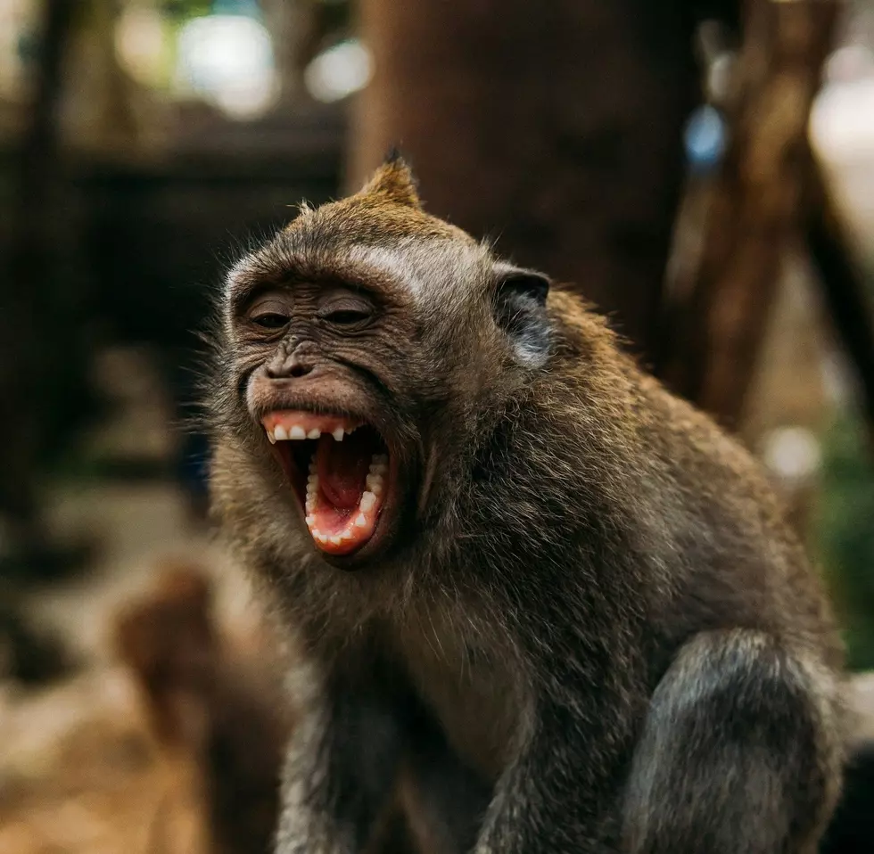 Monkey