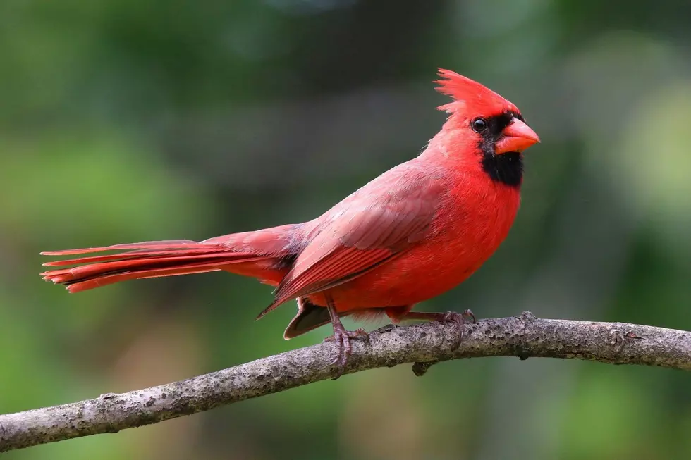 Cardinal Bird