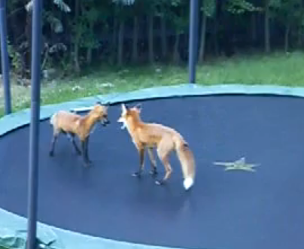 Wild Fox Discovers The Surface Of A Trampoline [VIDEO]