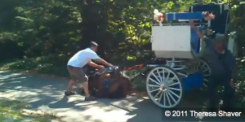 Woman Goes Hysterically Insane Over A Horse Falling Down [VIDEO]