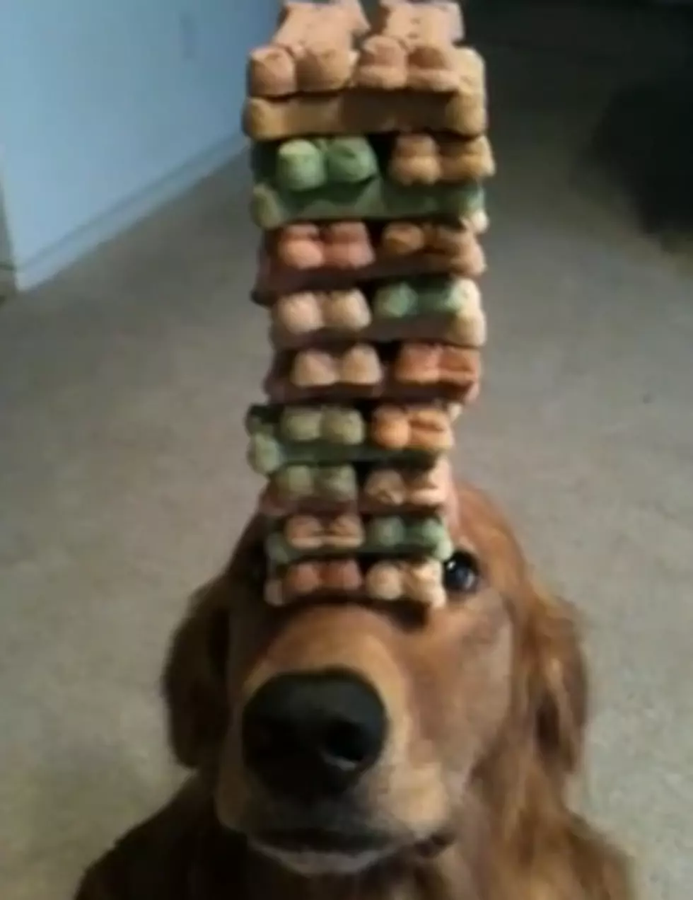 Talented Dog Shows Discipline With Amazing Balancing Act [VIDEO]