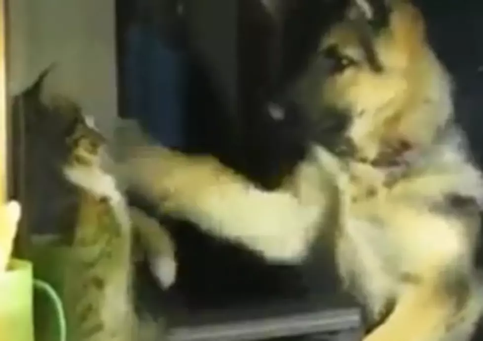 Watch As A Cat &#038; A German Shepard Spar In A Friendly Competition [VIDEO]