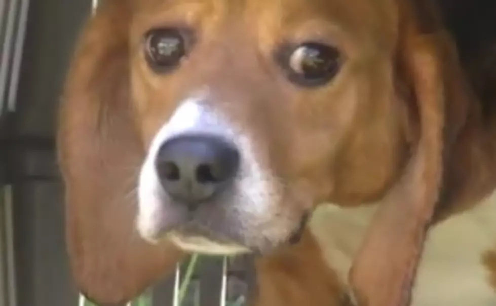 Watch As Beagles Experience &#8216;Freedom&#8217; For The Very First Time [VIDEO]