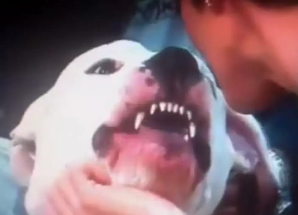 Dog Viciously Bites A News Anchor’s Face On Live-TV [VIDEO]