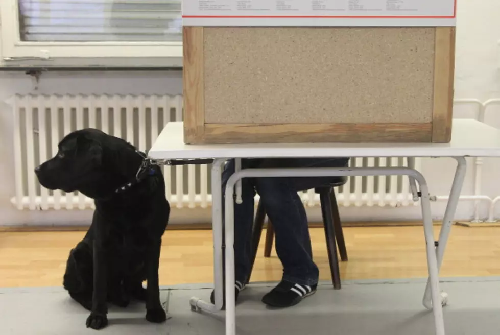 Man Registers Dog To Vote