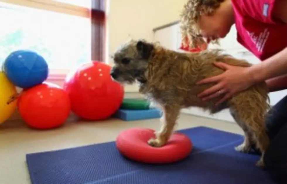 Chiropractor Now Adjusts Animals To Relieve The Pain [VIDEO]