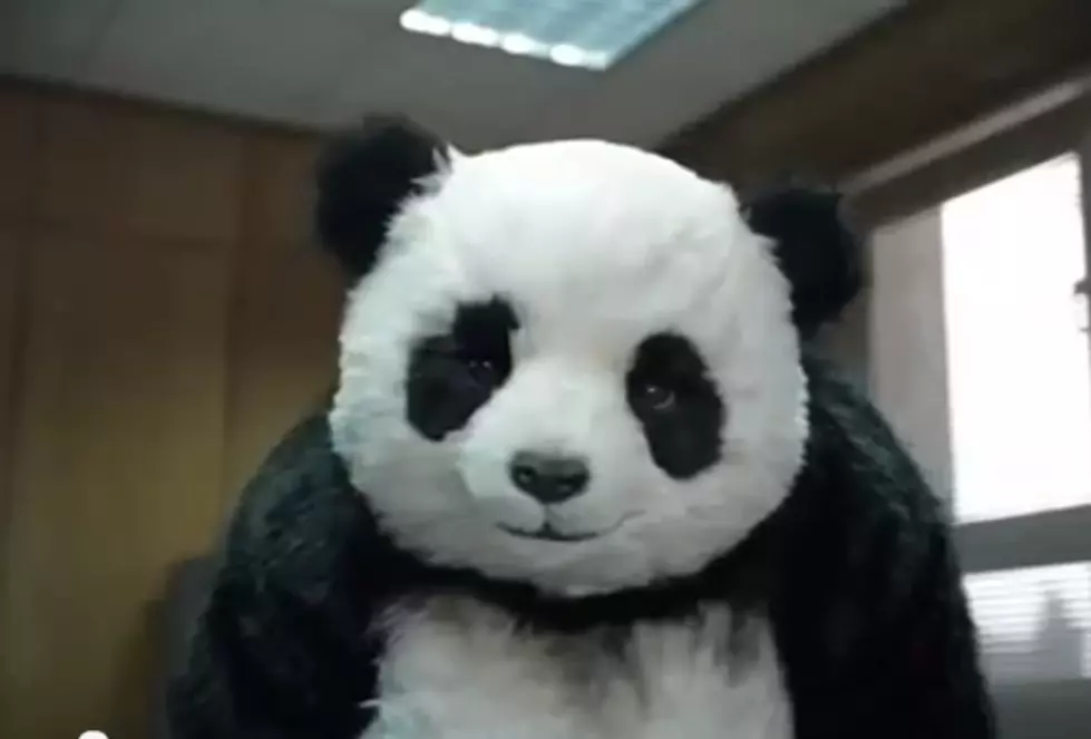 Why You Should NEVER Say No To A Panda Bear [VIDEO]