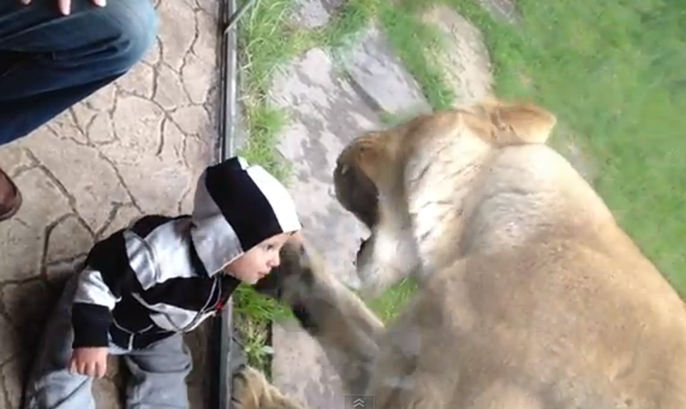 Lion Tries To Eat Toddler At Oregon Zoo, Mistakes Striped Clothing As Zebra [VIDEO]
