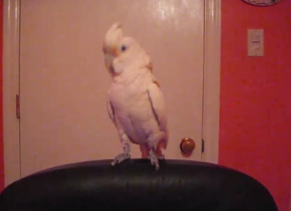 Parents Hate Dancing Bird’s ‘Devil’ Music [VIDEO]