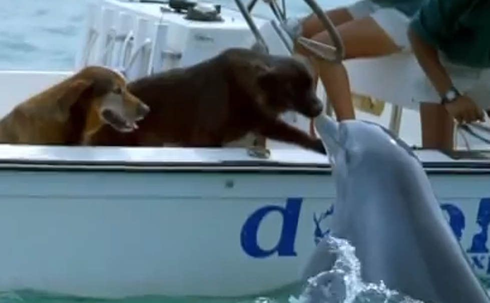 Dolphin Emerges Out Of The Water And Kisses Dog [VIDEO]