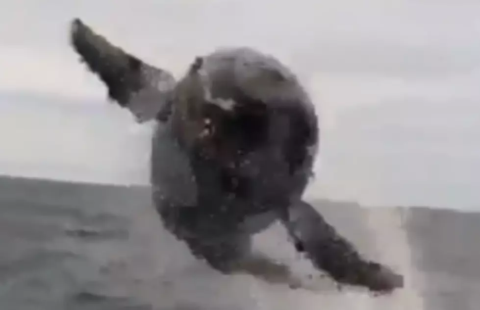 Watch As A Whale Nearly Jumps Into A Fisherman&#8217;s Boat [VIDEO]