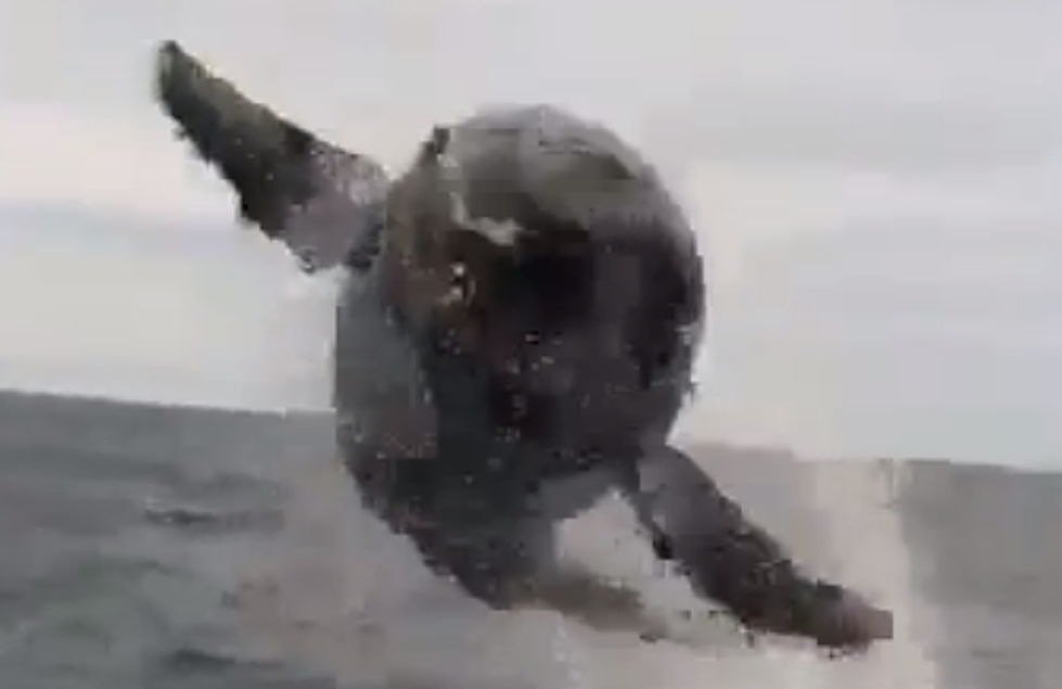 Watch As A Whale Nearly Jumps Into A Fisherman’s Boat [VIDEO]