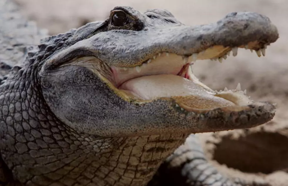 Pet Alligator Guards Marijuana Stash