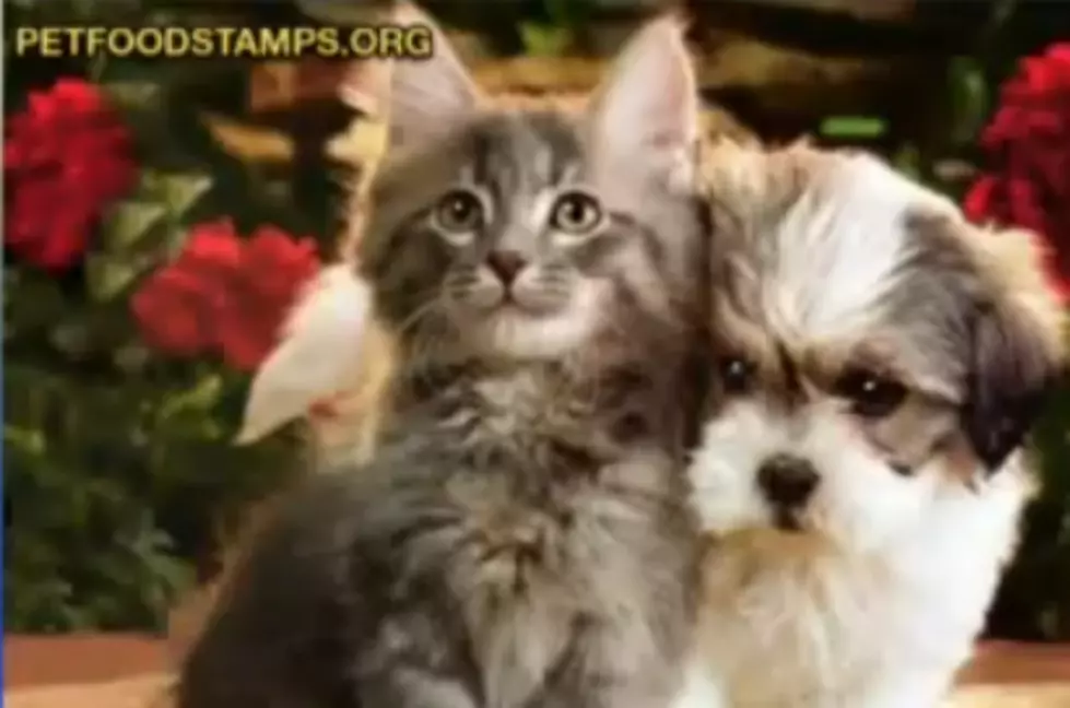 Food Stamps For Pets Is Now Being Offered To Low Income Families [VIDEO]