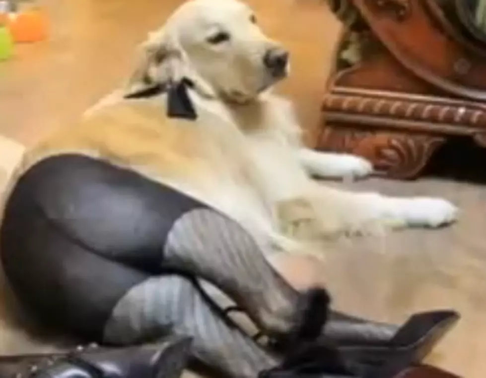 The Latest Trend Is Dogs In Pantyhose [VIDEO]