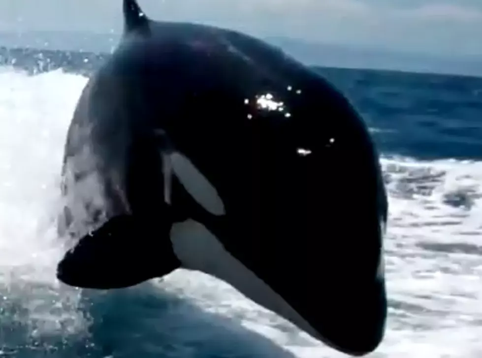 Couple&#8217;s Amazing Video Of Close Encounter With Killer Whales [VIDEO]