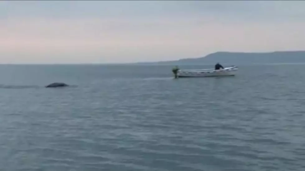 Loch Ness Monster Or Just A Huge Whale? [VIDEO]