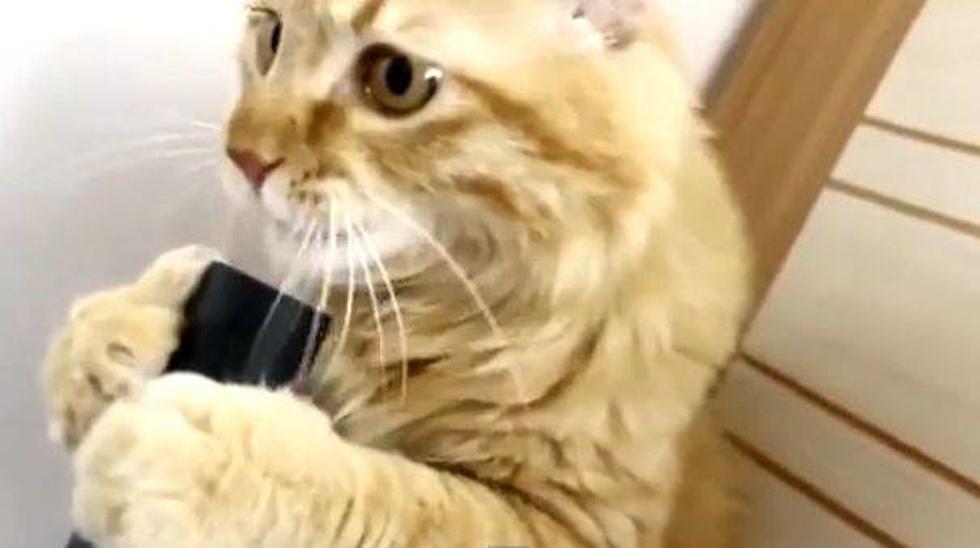 Cat Licking Vacuum Cleaner [VIDEO]