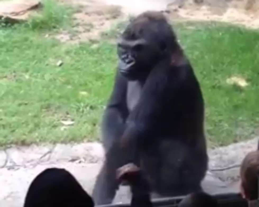 Gorilla Scares Kids Taunting Him At Dallas Zoo [VIDEO]