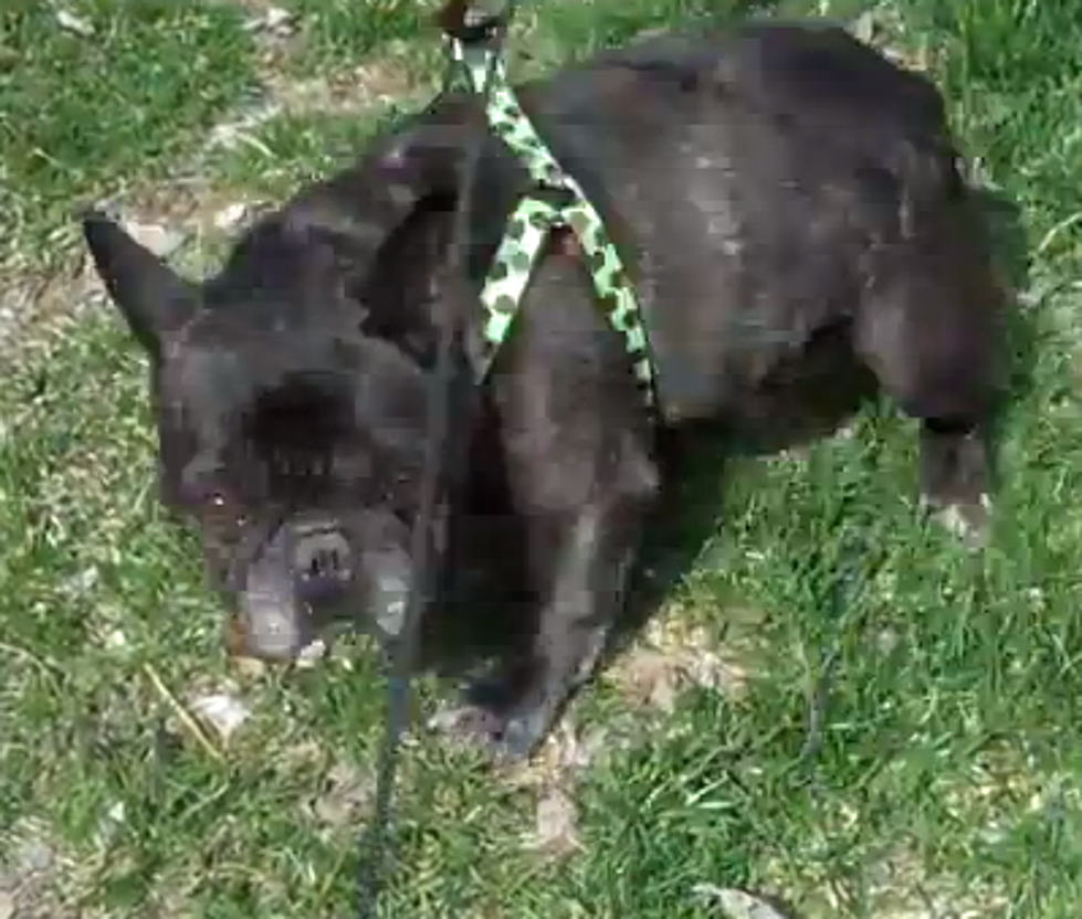 French Bulldog Scares Self With Own Fart [VIDEO]