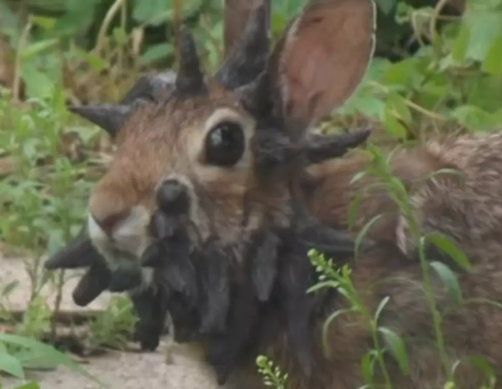 ‘Frankenstein’ Rabbit In Minnesota Becomes An Internet Hit [VIDEO]